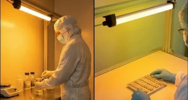 Surya Monochromatic LED Light